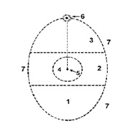 7.webp